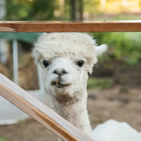 Heinaehattu Коувола